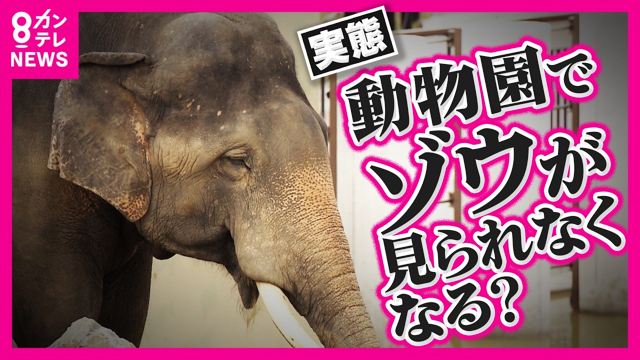 「食事は“コメ80合”」知られざるゾウ飼育の実態「ゾウを取るかほかの動物を取るか…」ゾウ飼育を断念する動物園が増加　食費は1日2万円にスペース確保に数億円｜newsランナー〈カンテレNEWS〉