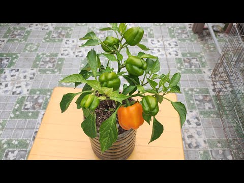 Video ỚT Chuông trồng thử bình 6lít ra trái thiệt là dễ cưng... - youtube