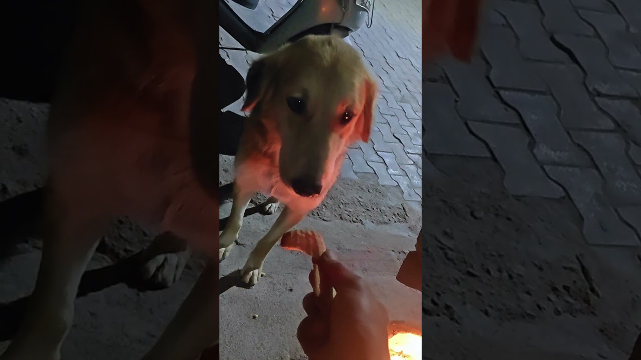 Yahan Sab rahte hain lekin inke Jaisa Koi Nahin Jay Shri Radhe Jay Shri Ram Radhe Radhe @366?