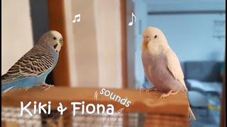 Budgie Sounds 2 Hours | Help Lonely Budgies To Chirp