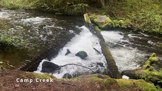 TOP 6 COUNTDOWN OF "BEST ONE-PARTY CAMPSITES" @ Camp Creek Campground! | Mount Hood | Oregon | 4K