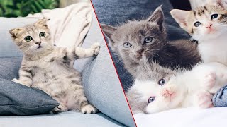 Most popular and Adorable 12 pet cats breed That you can pet without any hesitation