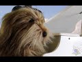 Dog Playing the Piano | Trovadog Plays the Piano - Little Book Farmers Intro Tune