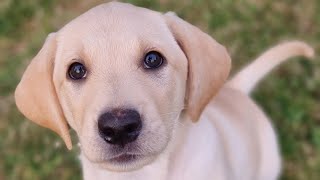 Why has Coco, the Labrador puppy, been returned to us? #trainedogs by Puppy Steps Puppy Training 1,350 views 4 months ago 1 minute, 45 seconds