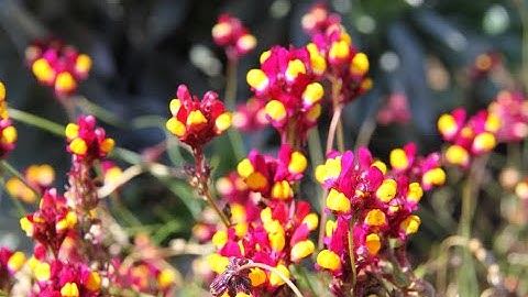 TÔI ĐI TÌM LẠI MỘT MÙA XUÂN - Đoàn Nguyễn - Giọng ca: Minh Châu - Video: Quang Dương