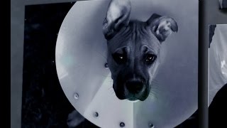 Spay Neuter Network: Our Mission in Photos