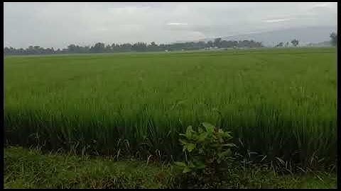 Healing | Jalan-jalan Pagi Menikmati Udara Sejuk Di Pedesaan