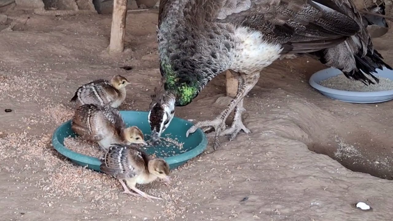 الجانب الخفي من عالم الطاووس : مشاهد نادرة لفراخ الطاووس تحت رعاية الأم 🦚✨