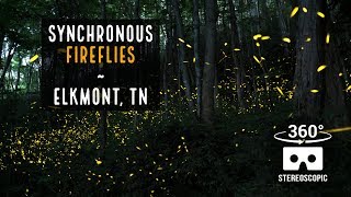 The Synchronous Fireflies of Elkmont, Tennessee