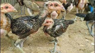 Review terbaru anakan ayam pama dan ayam pakhoy beserta pejantannya