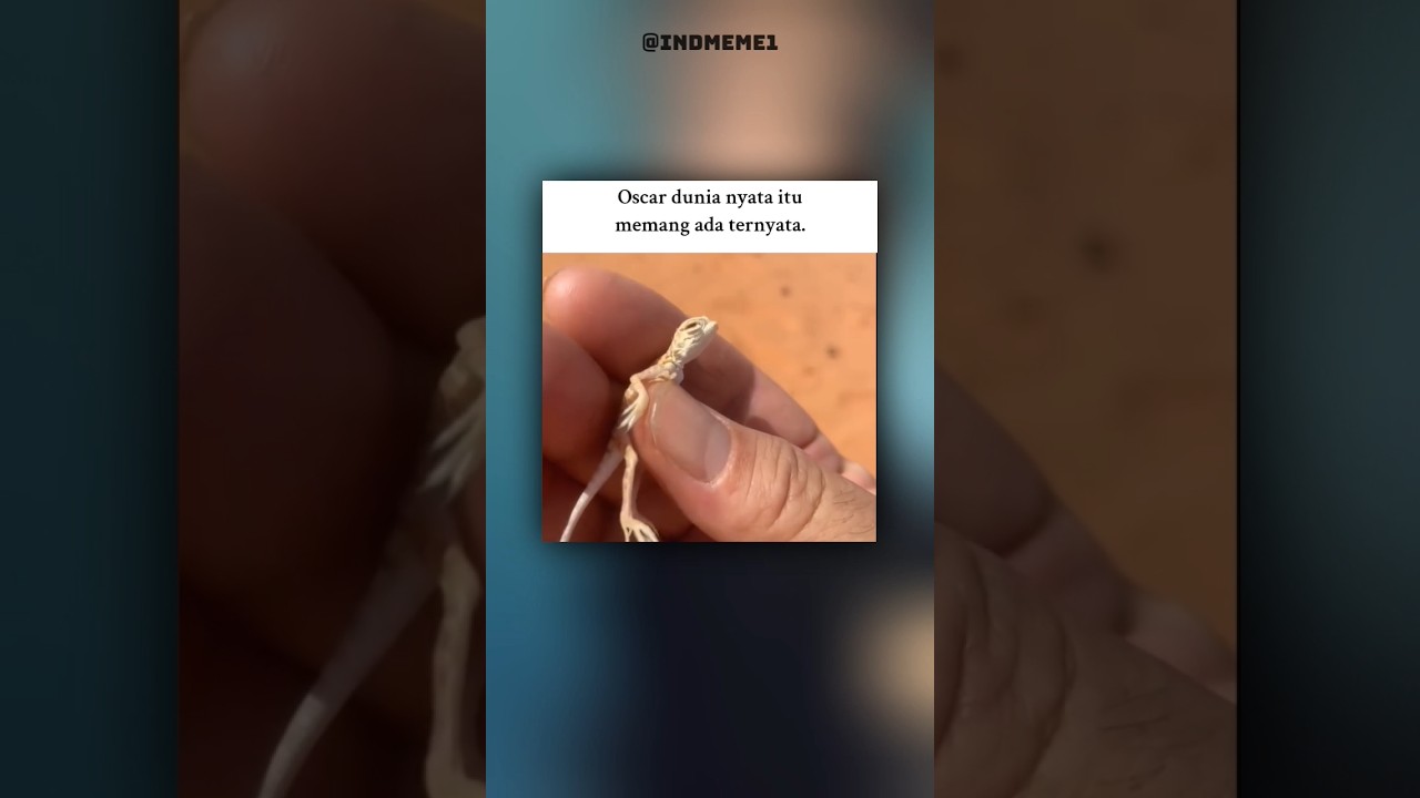 Oscar dunia nyata 😹 