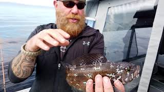 What is a Kelp Greenling