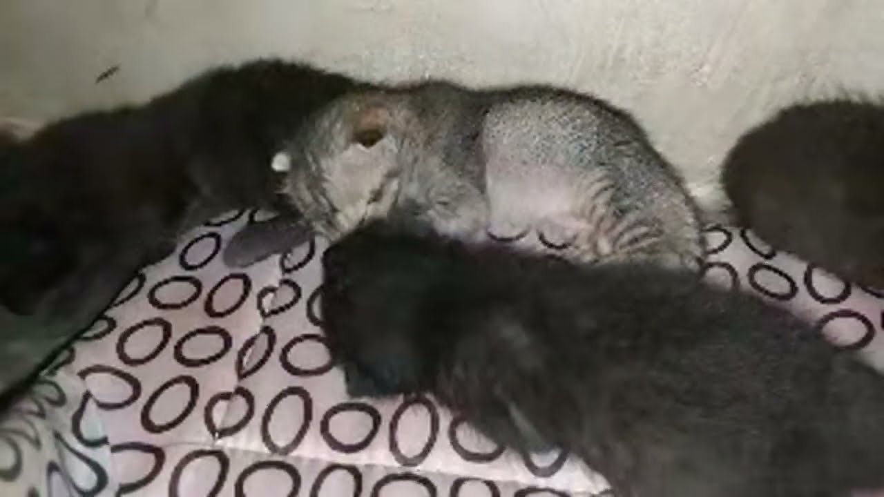   Angry Cat With Her Kittens Before Attacking 😾💢