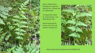 Some rare ferns of Cape Breton, Nova Scotia - David McCorquodale Rare Ferns