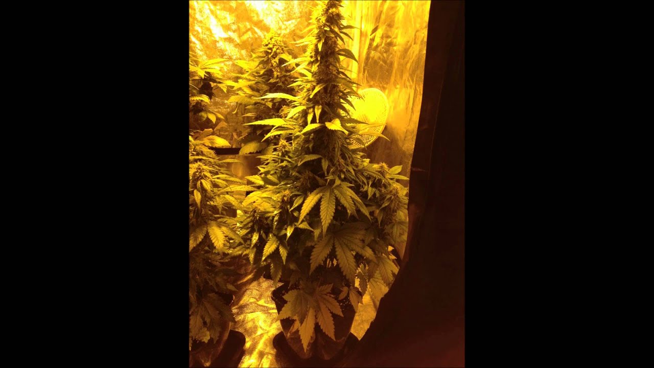 METROP GROWN: Dinafem Original Amnesia on Metrop