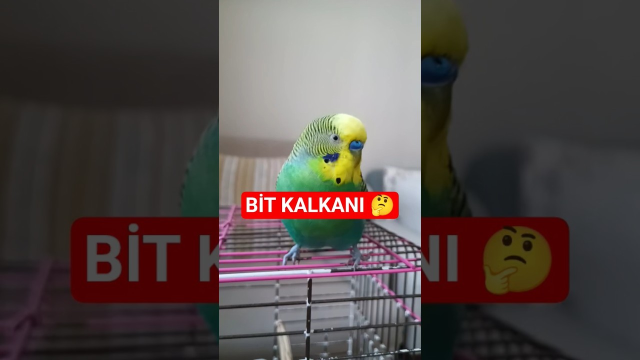 Muhabbet Kuşları Bitten ve Parazitlerden Nasıl Korunur? 🛡️🐦 #muhabbetkuşu  #birds #budgies