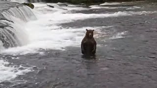 Katmai Bears 8-13-26.  Bear #164, an Absolute Unit, Stands while Chasing a Fish.  explore.org