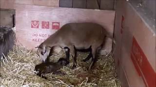 Schafe - Kamerunschafe Geburt - ein Lamm wird geboren - cameroon sheep - happy sheep Trailer Movie
