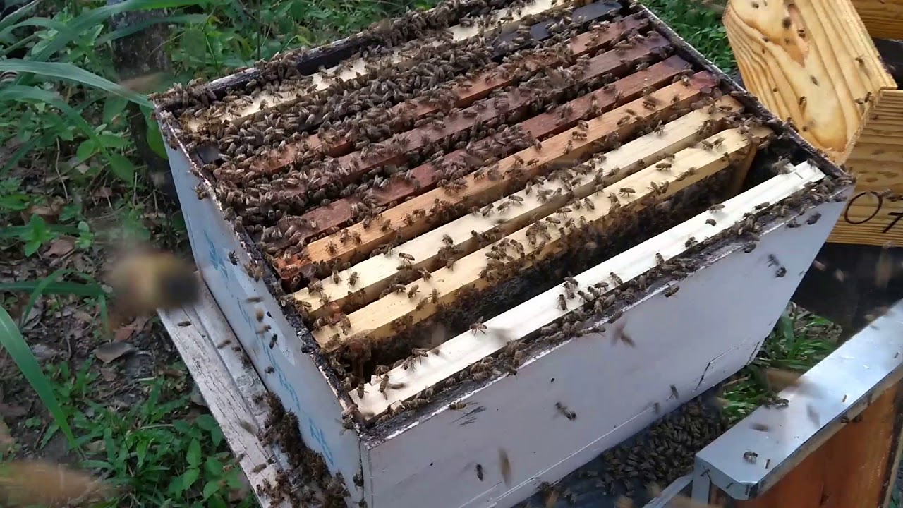 Colocação de Sobreninho em Manejo Avançado