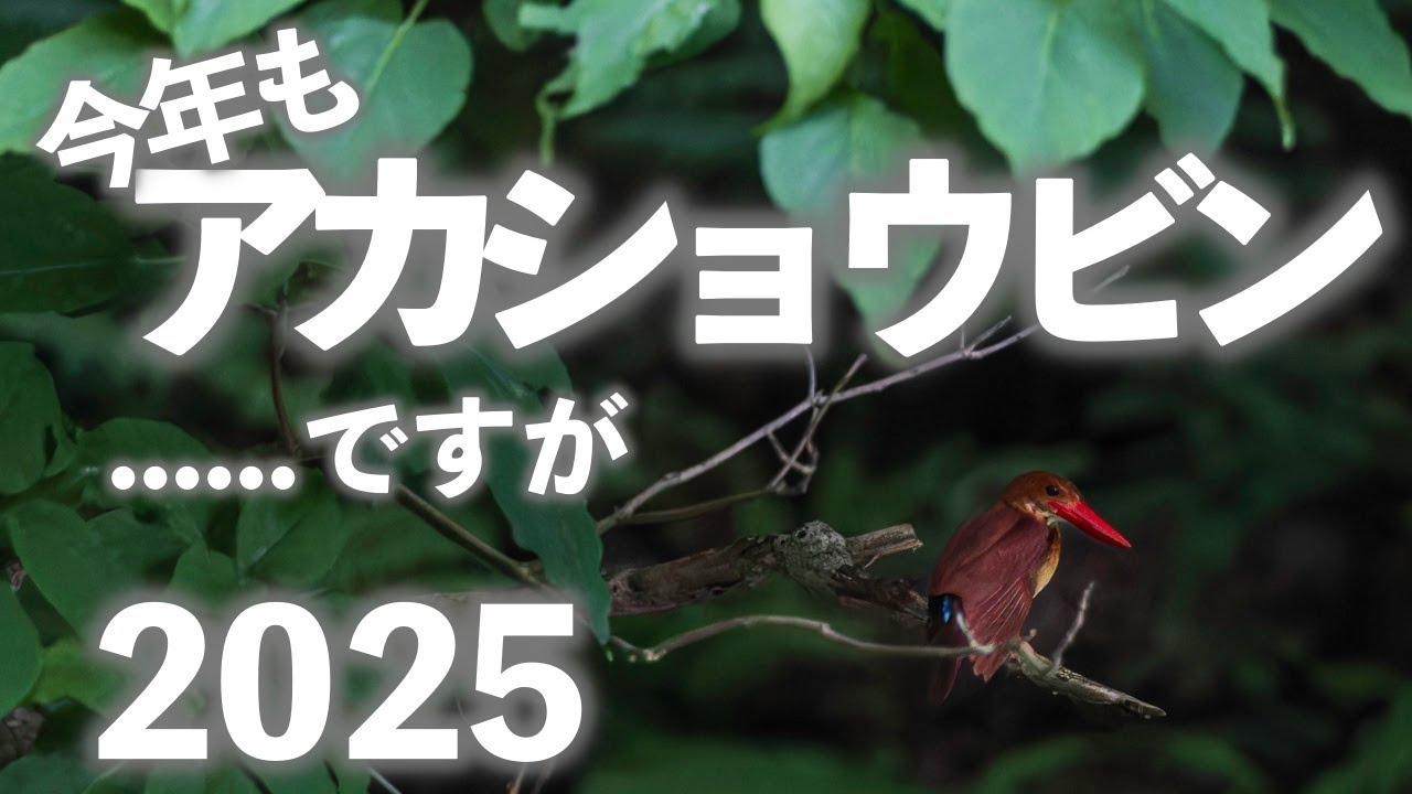 CHIBITA ch Vol115 今年もアカショウビン.....ですが