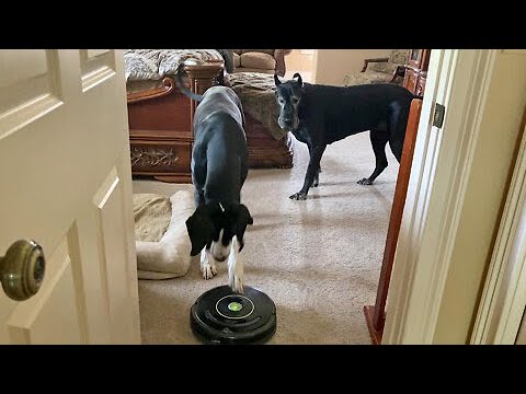 Clever Great Dane knows how to turn robot vacuum on & off