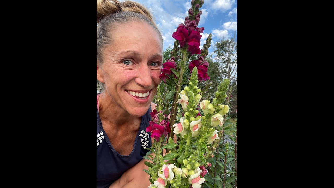 Harvesting and storing snapdragons as a cut flower to maximize vase