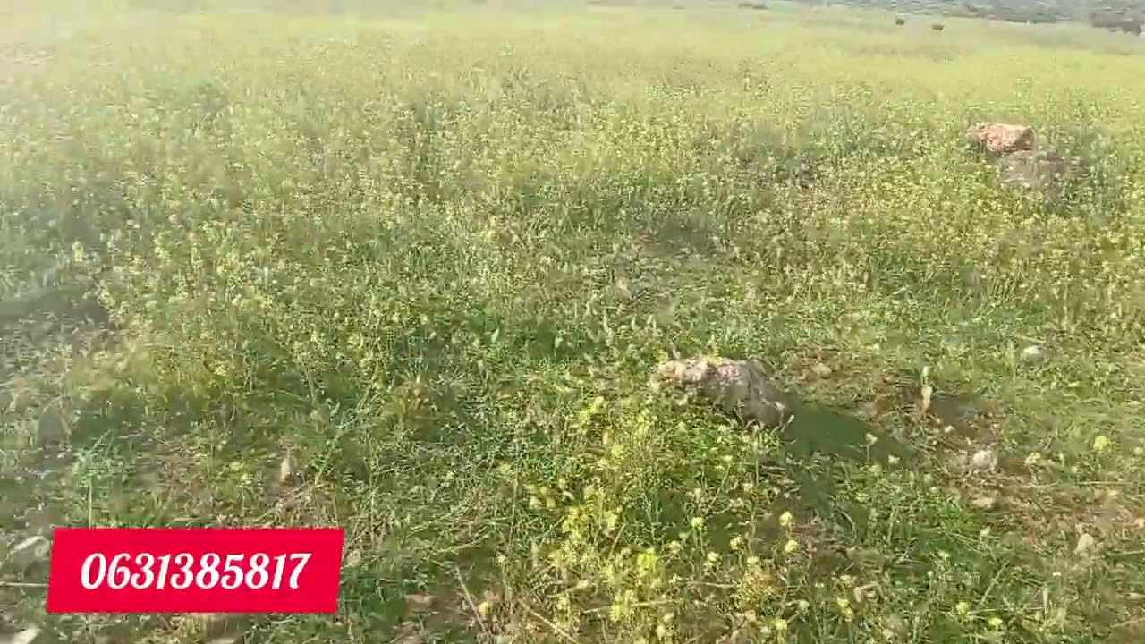 #أرض  فلاحية# لاصحاب الاستثمار في موقع رائع صالحة لمشروع او فيرمة الزيتون مطوعة من الحجر على طريق