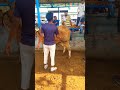Ai Pd Practice Centre Rajasthan / AI PD Training Centre Haryana #shorts #aipd