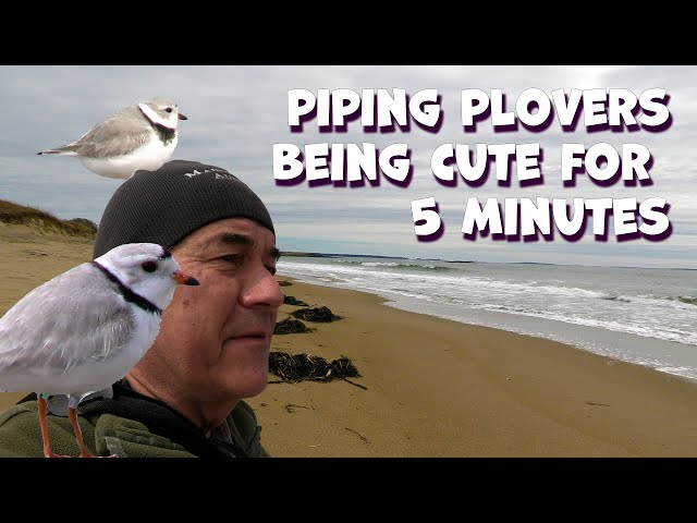 PIPING PLOVERS being CUTE for 5 minutes.