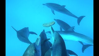 Dolphins playing Rugby - with Sea Cucumber!