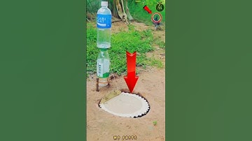 DIY Pigeon Trap ✅ Easy Water Bottle Hack #shorts #shortvideo #youtubeshorts #ytshorts