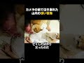 【涙腺崩壊】愛猫への後悔で大号泣する山内…ラストの濱家の行動に涙が止まらない。#かまいたち #感動 #泣ける #芸能人 #芸人