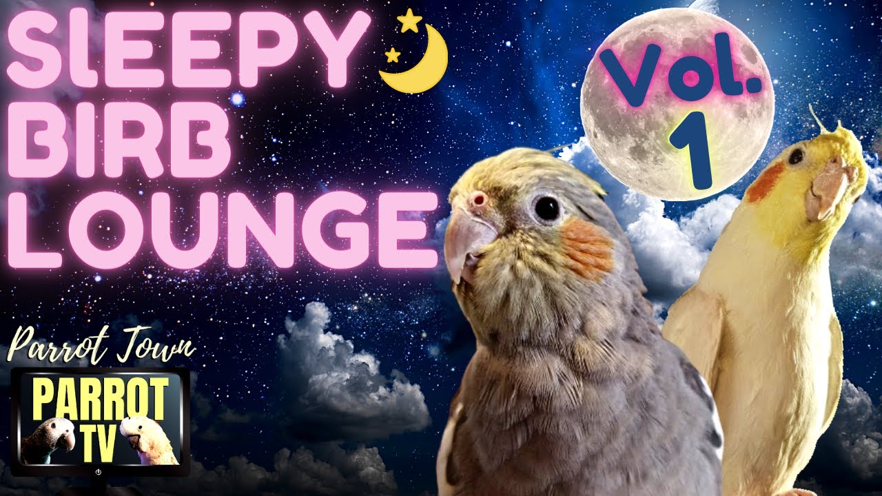 Sleepy Birb Lounge Vol 1 Calm Piano Music for Birds  Parrot Music TV for Your Bird Room