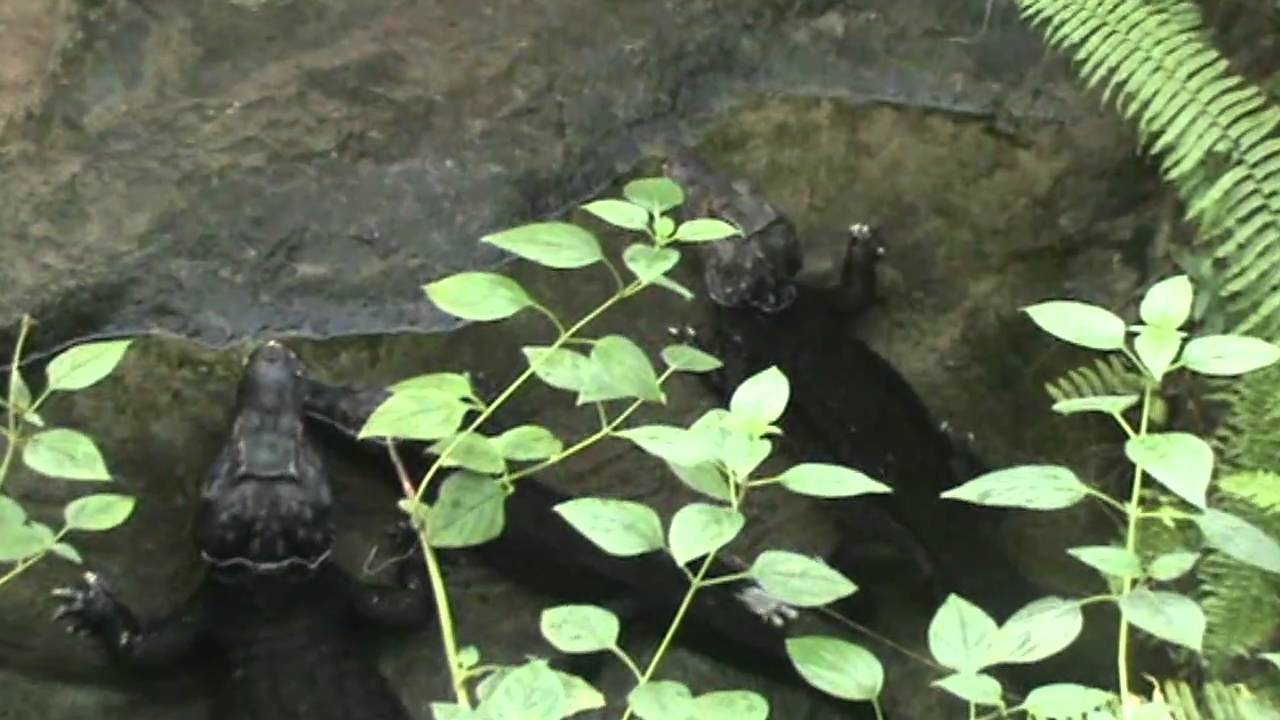 Randers Regnskov 2010