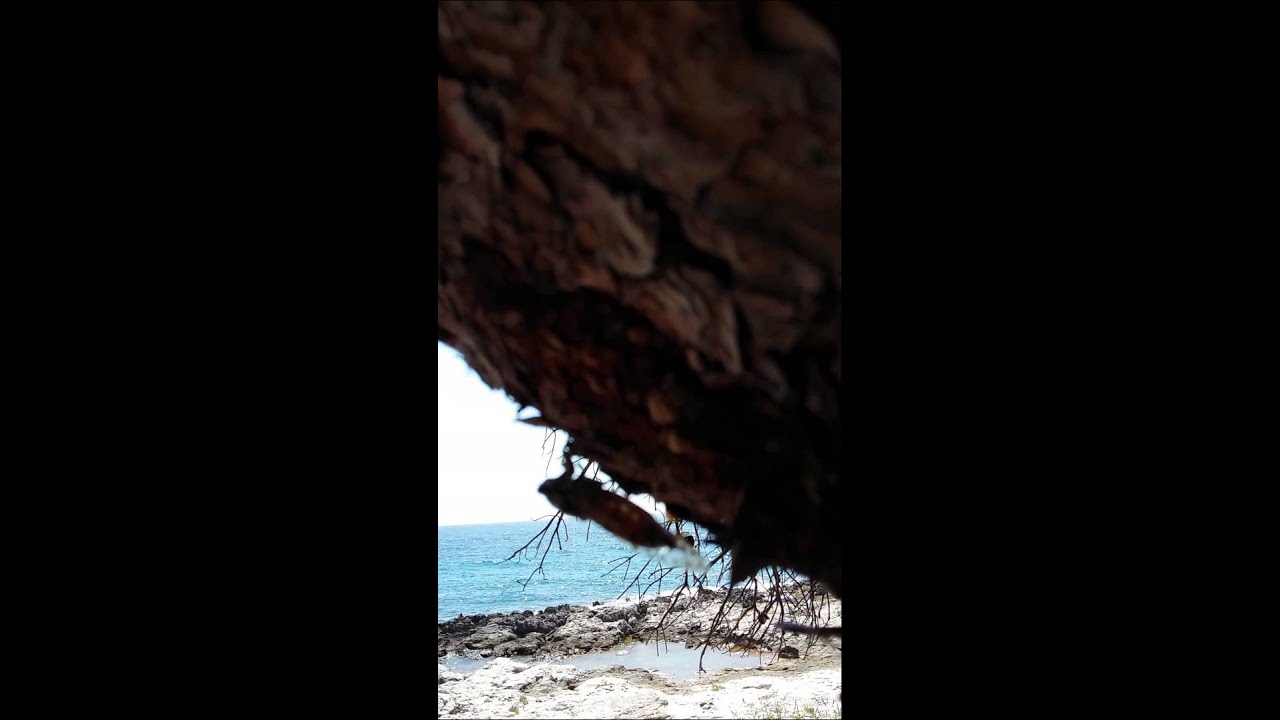 obalni muren Mogoplistes brunneus Mogoplistidae Ensifera Orthoptera