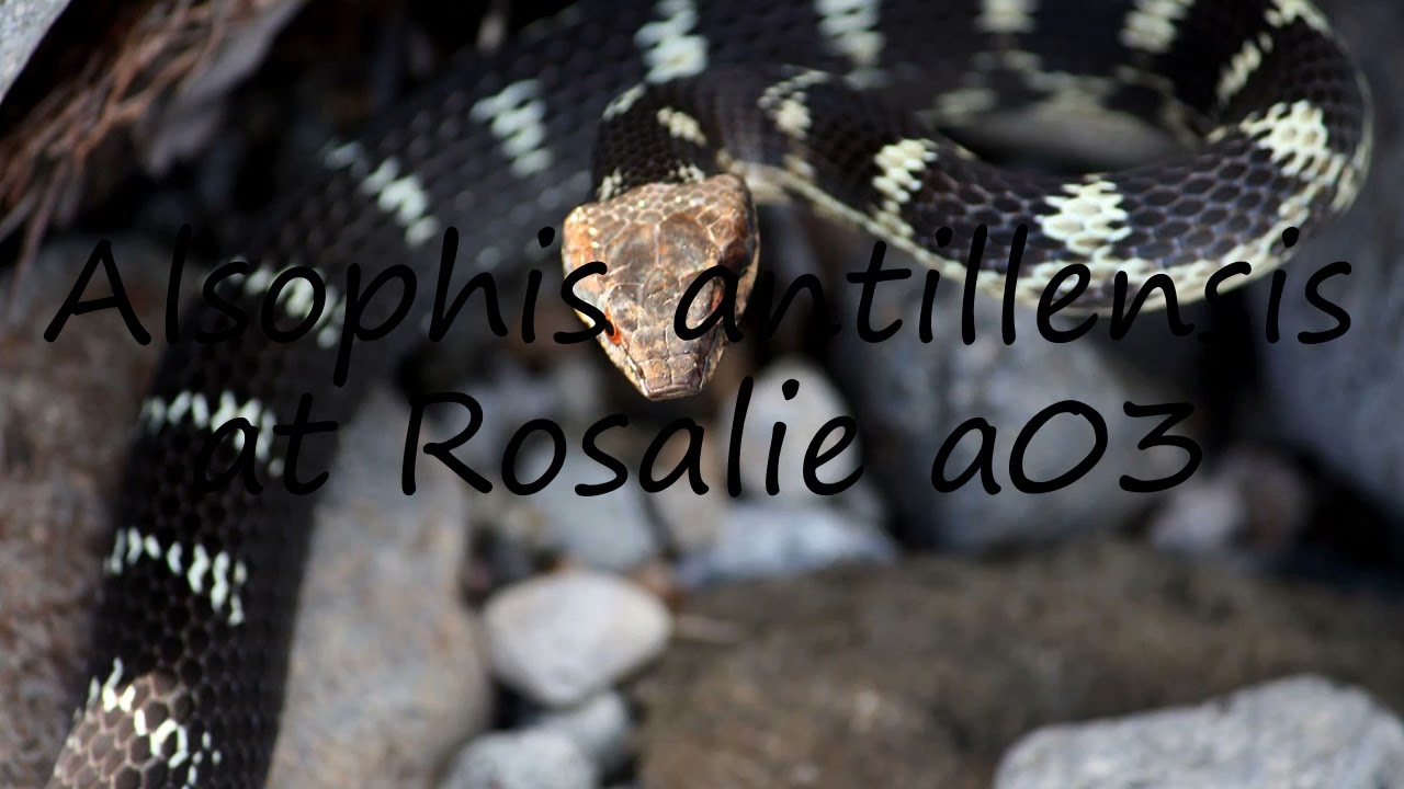 How to pronounce Alsophis antillensis at Rosalie a03 in English?