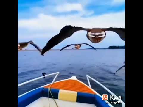 احبابي يلا رجعو ولدكات كلبي اسمعو وسمعو صراخات الروخ