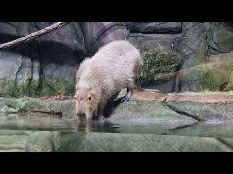 A drinking capybara