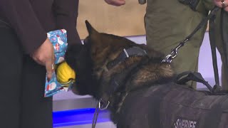 K-9 Rip lives up to name as he opens new toy from K9s United live on The Morning Show