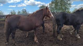 Жеребец и Ветка встретились и сделали 🐎