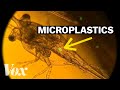 Why these plankton are eating plastic