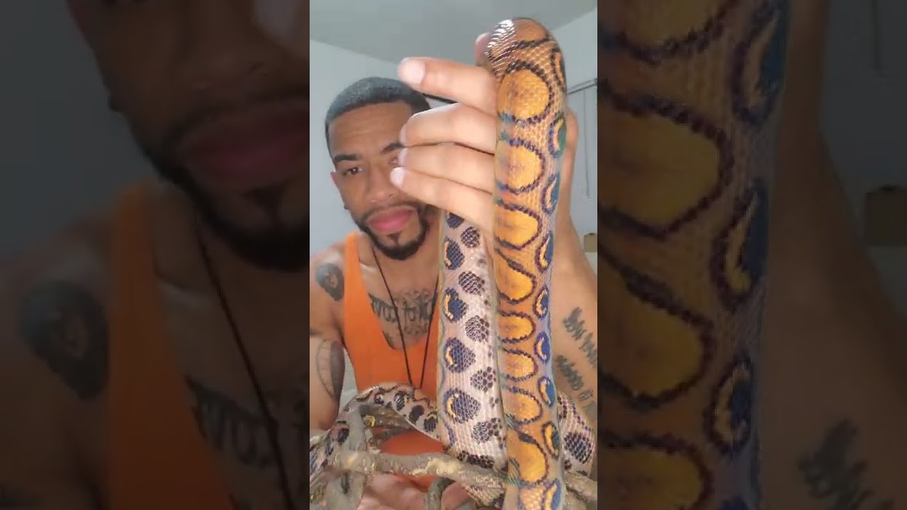 Beautiful Brazilian Rainbow Boa BEFORE AND AFTER Shed. BRAND NEW RAINBOW SHEEN 🌈