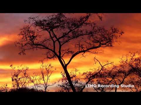 Undeniable - Vibe Tracks