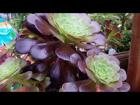 Video: Aeonium Care: come coltivare una pianta di Aeonium