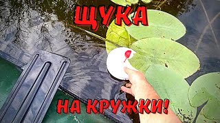картинка: Рыбалка на ЛЕТНИЕ ЖЕРЛИЦЫ! Оставил кружки на ночь! Ловля Щуки на живца!