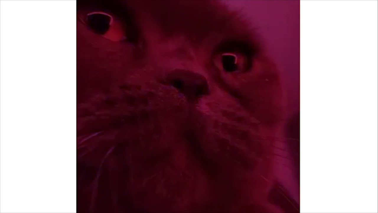 CAT MEME 2 