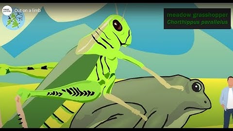 Does genome size matter?