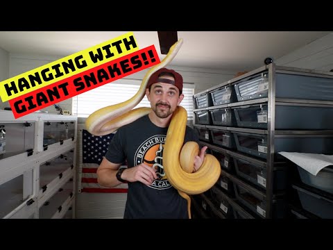 The Most Friendly Reticulated Python!