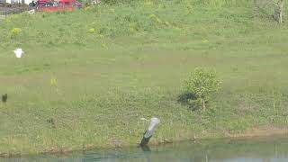 Great Blue Heron Chasing White Egret 1080P60