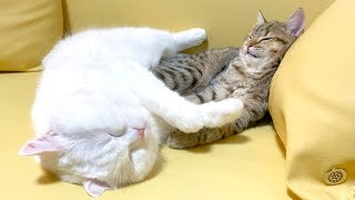 兄弟喧嘩をしているうちに眠たくなってしまった猫！